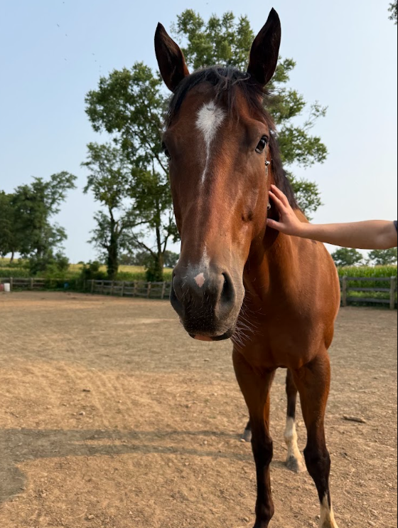 Close-up of a brown horse with a white star-shaped marking on its forehead, standing in a dirt paddock with trees and a fence in the background, as a person's hand pets the horse's face.