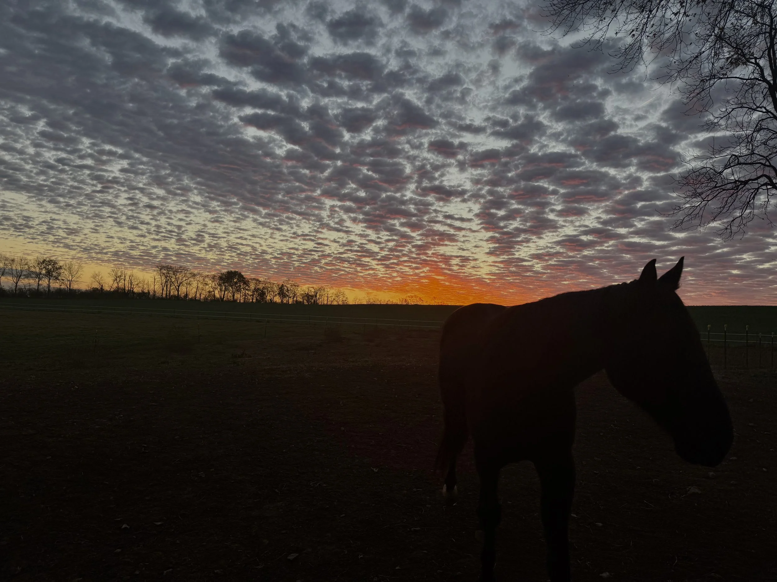 A silhouette of a horse standing on a field at sunset, with trees and a cloudy sky in the background.