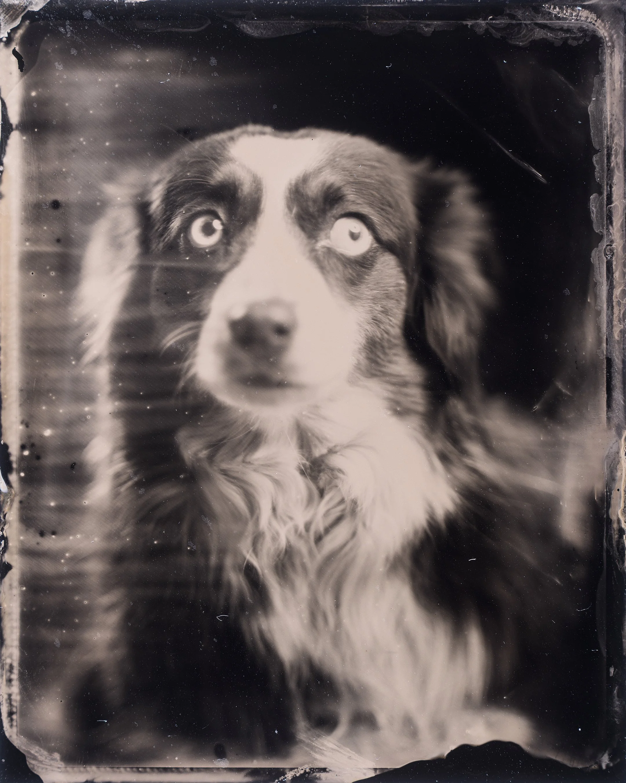 Pekoe our scared of all the bright lights pup