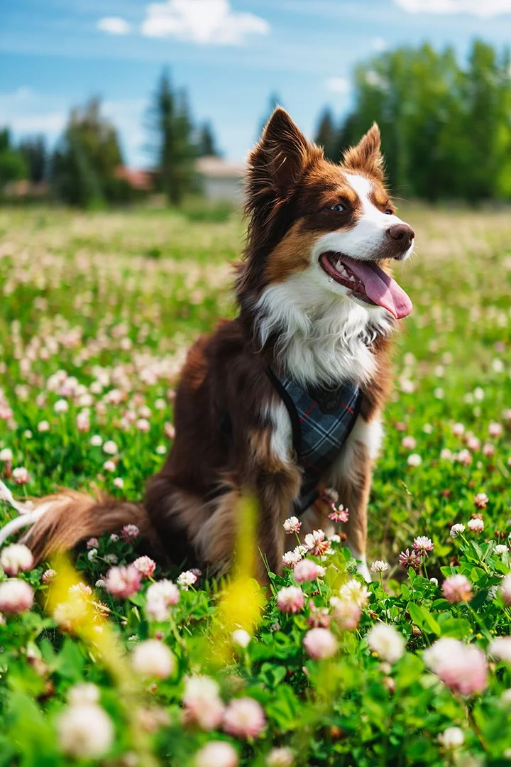 A happy Australian Shepherd dog with brown and white fur, wearing a plaid harness, sitting in a field of pink and white flowers with green grass, trees, and a partly cloudy sky in the background.
