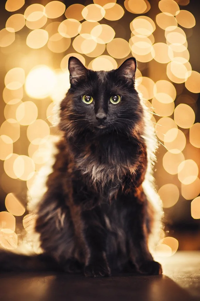 Black long-haired cat sitting indoors with bokeh lights in the background.