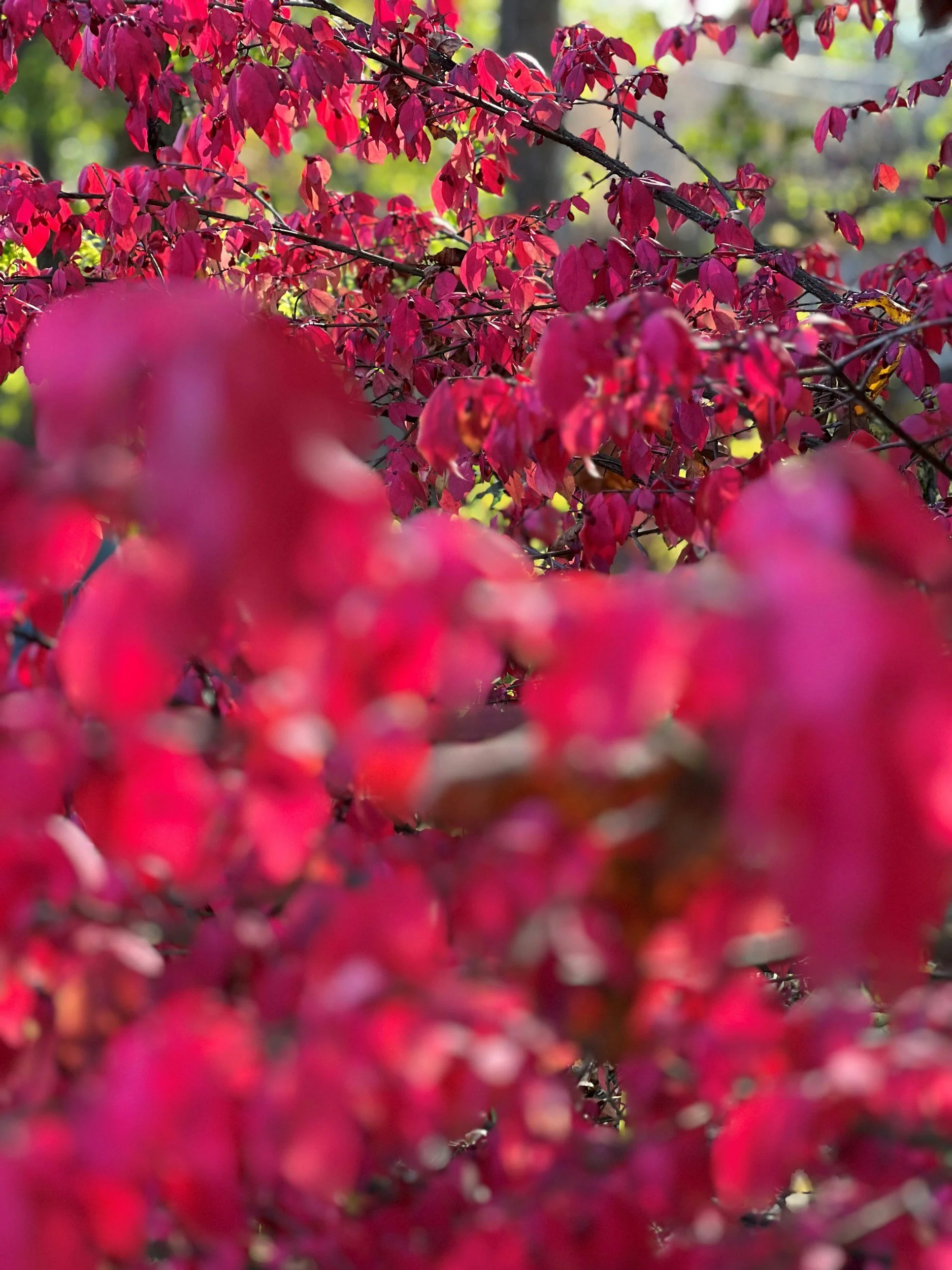 Close-up of pink and red foliage on tree branches during daytime.