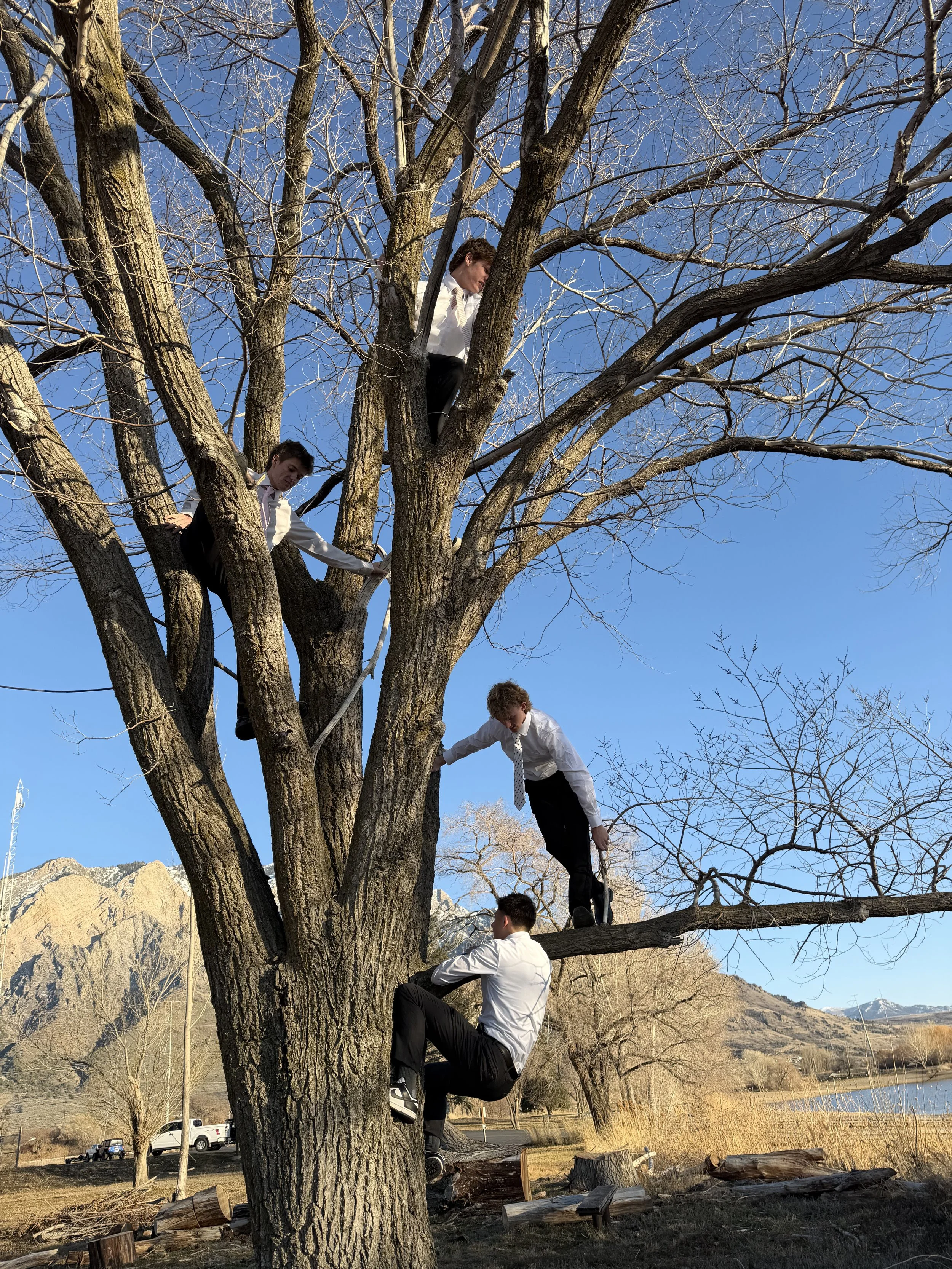 Five young men in white shirts and dark pants are climbing and sitting in a large, leafless tree in a rural area with mountains, a lake, and a few parked cars in the background on a clear, sunny day.