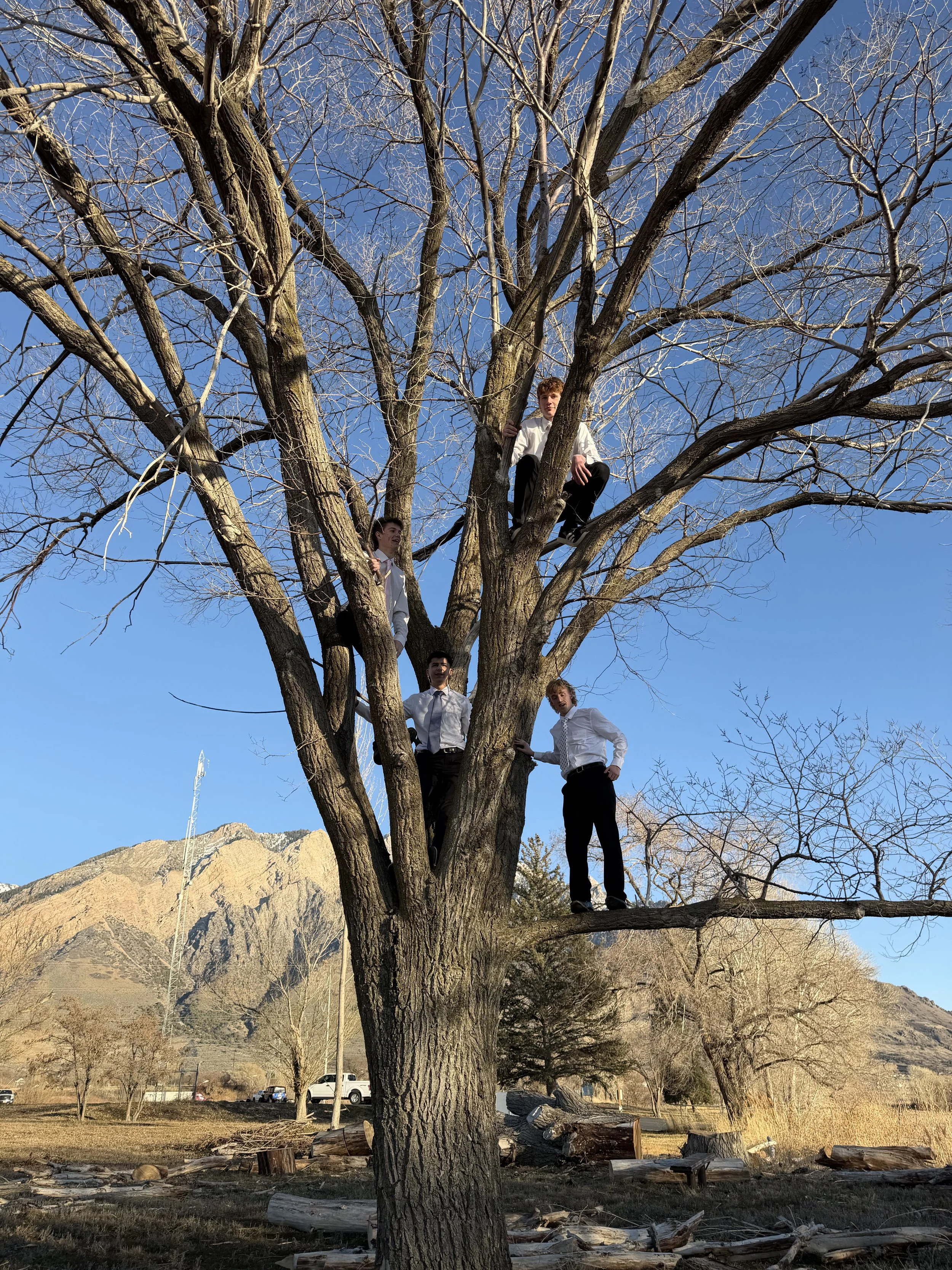 Four young men in formal attire climbing and sitting in a large, leafless tree in an open outdoor area with mountains in the background under a clear blue sky.