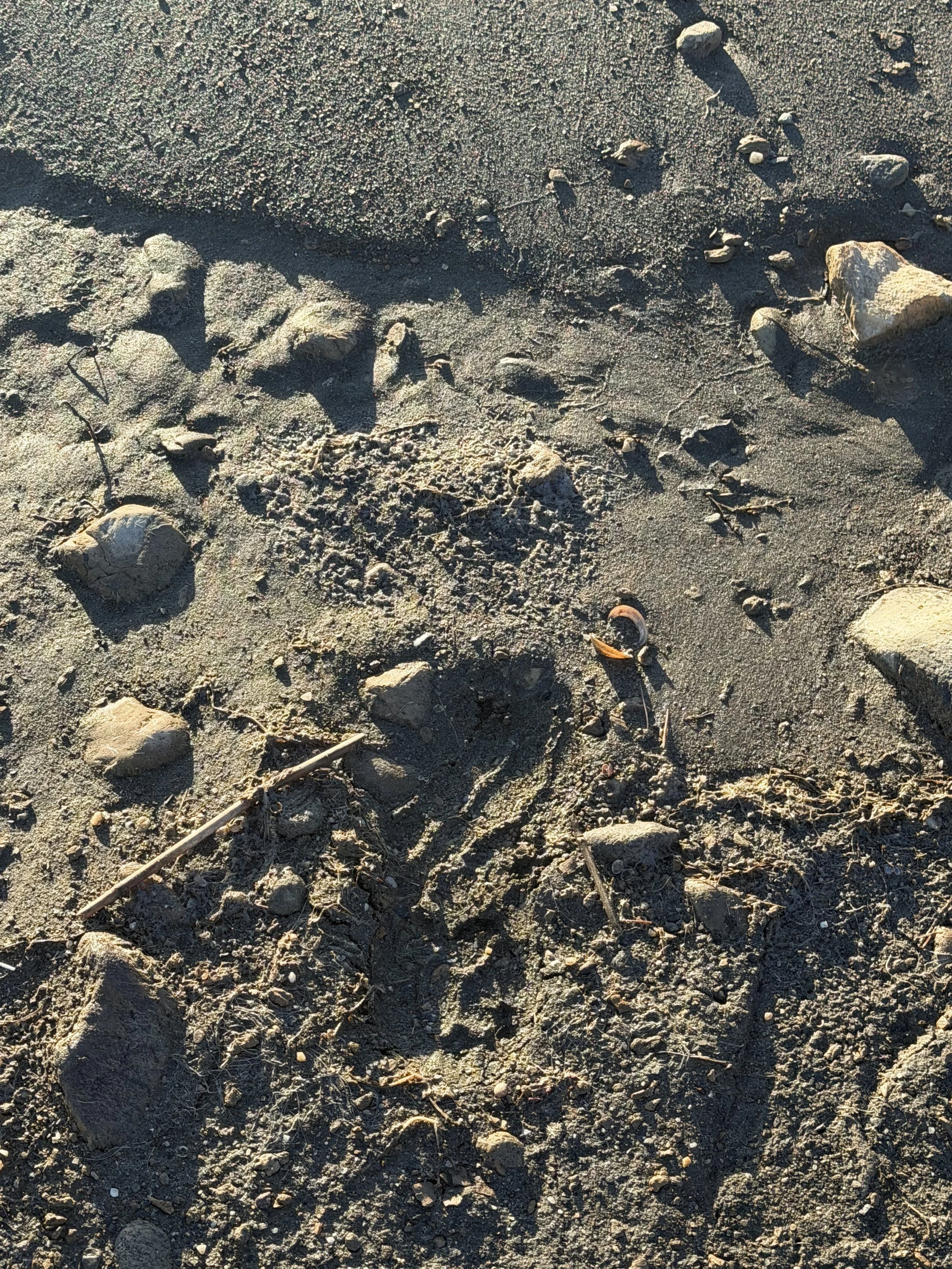 Animal footprints in sandy ground surrounded by rocks and pebbles.
