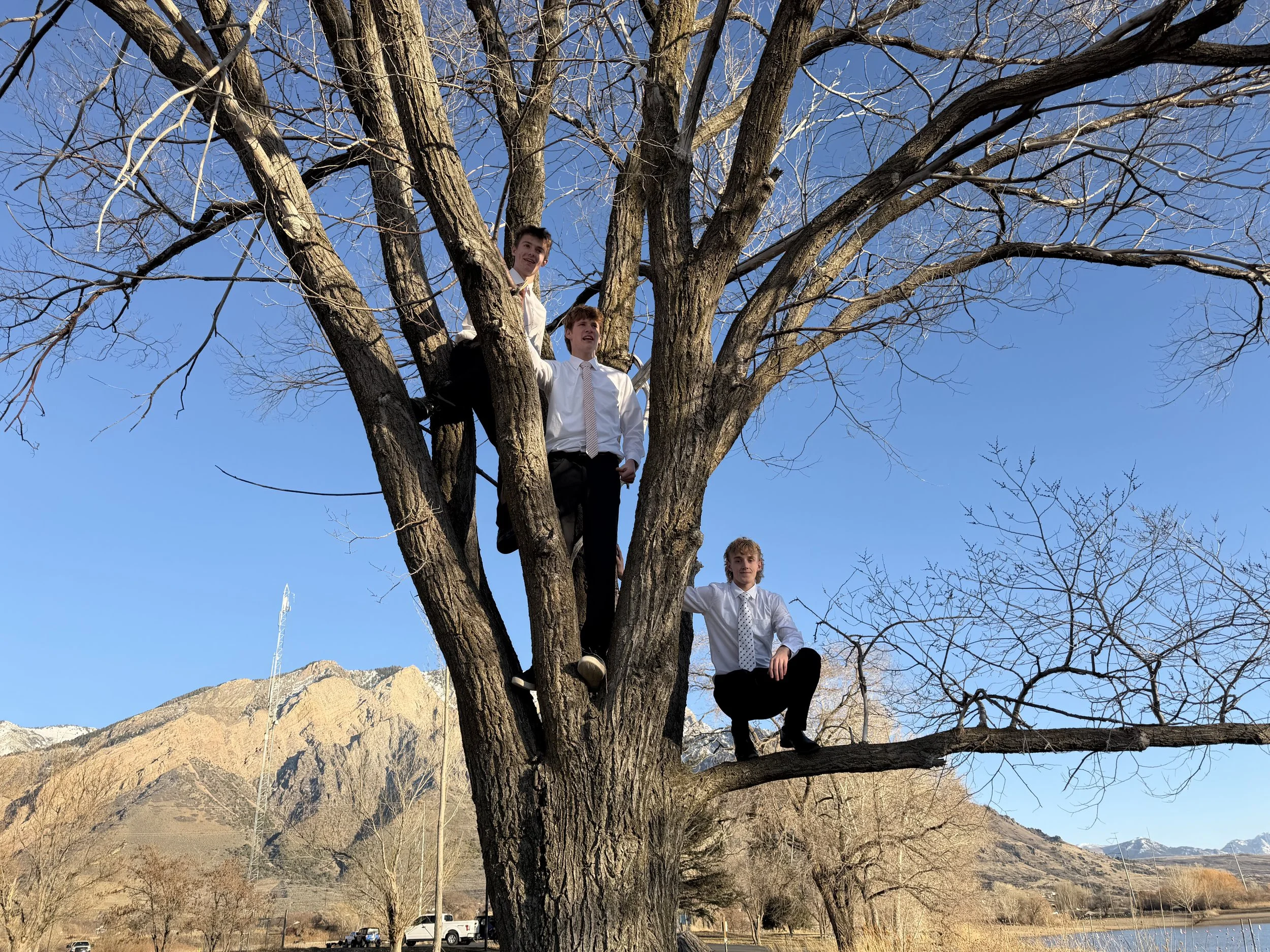Three boys climbing and sitting on the branches of a large, leafless tree against a bright blue sky with mountains in the background.