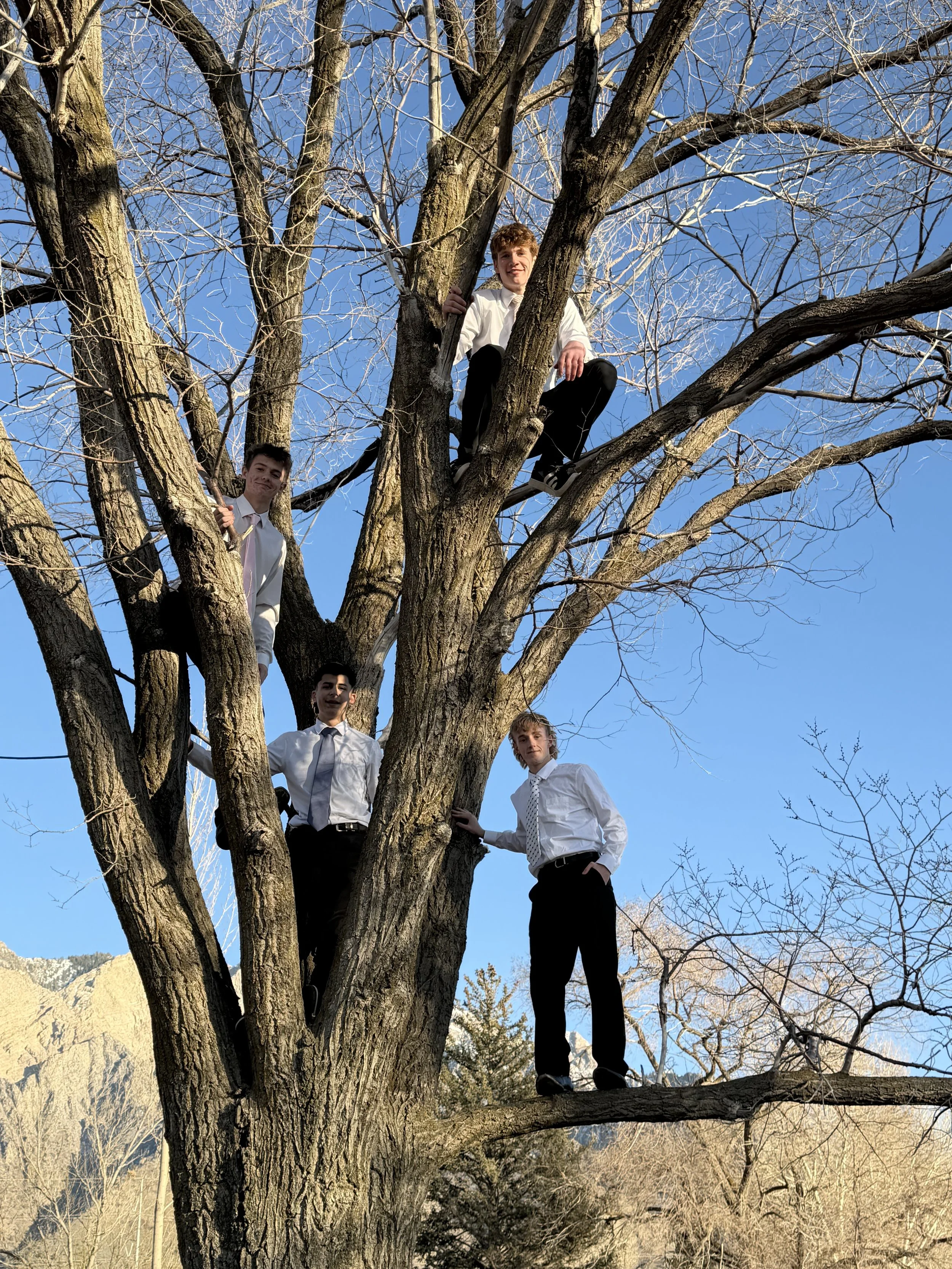 Five young men in white shirts and black pants are climbing and perched in a large leafless tree during daytime, with a clear blue sky and mountains in the background.