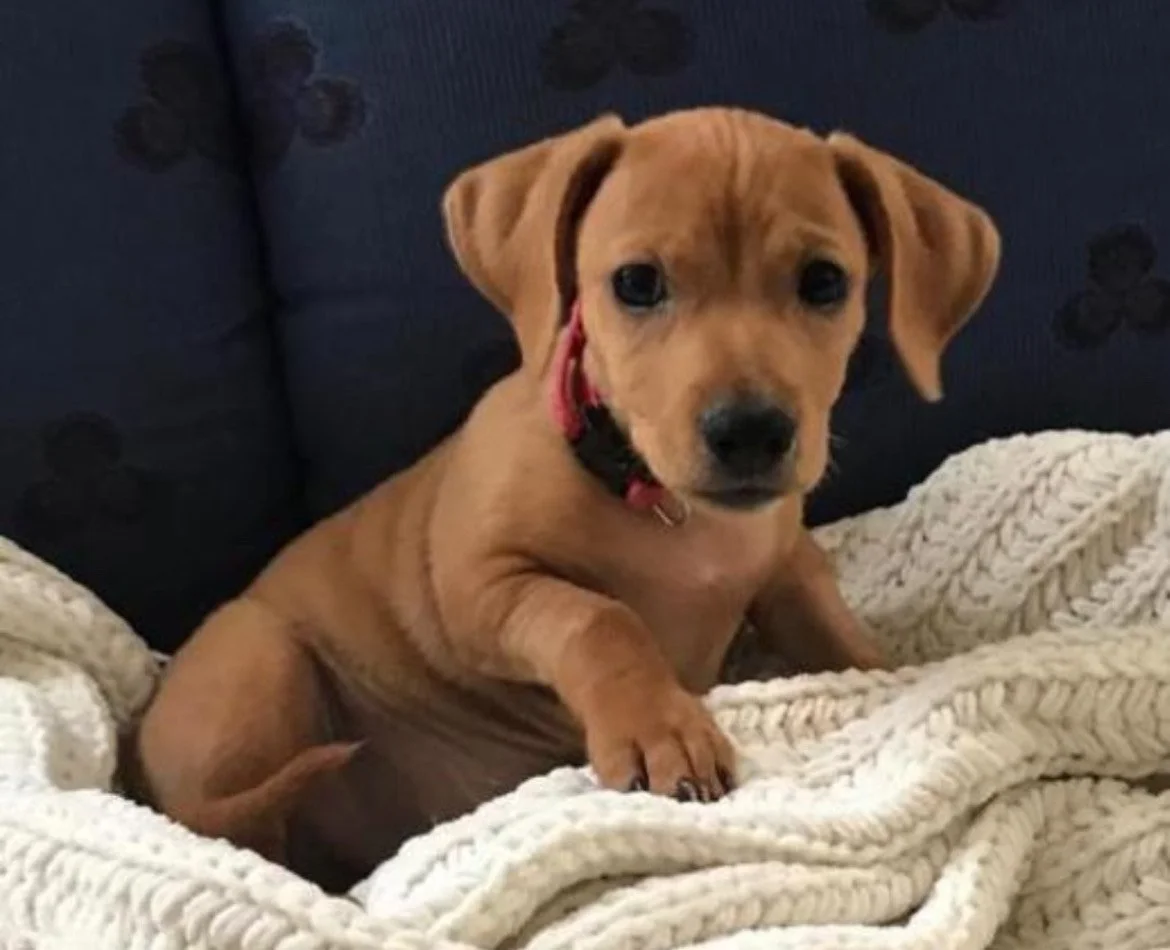 A cute brown puppy with rolled ears and black eyes sitting on a cream-colored knitted blanket, with a dark background and a patterned pillow in the background.
