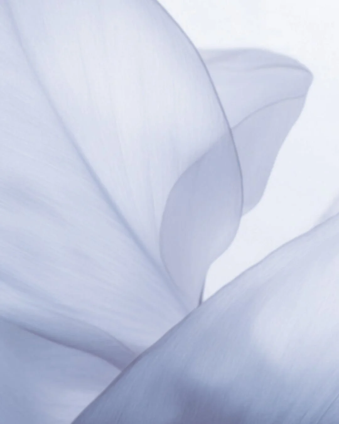 En Bloom Estudio creemos en un movimiento amable, consciente y accesible para todos.
El &quot;Bloom Movement&quot; es nuestra manera de entender el bienestar: crecer, avanzar y cuidarte a trav&eacute;s de sesiones seguras, personalizadas y llenas de 