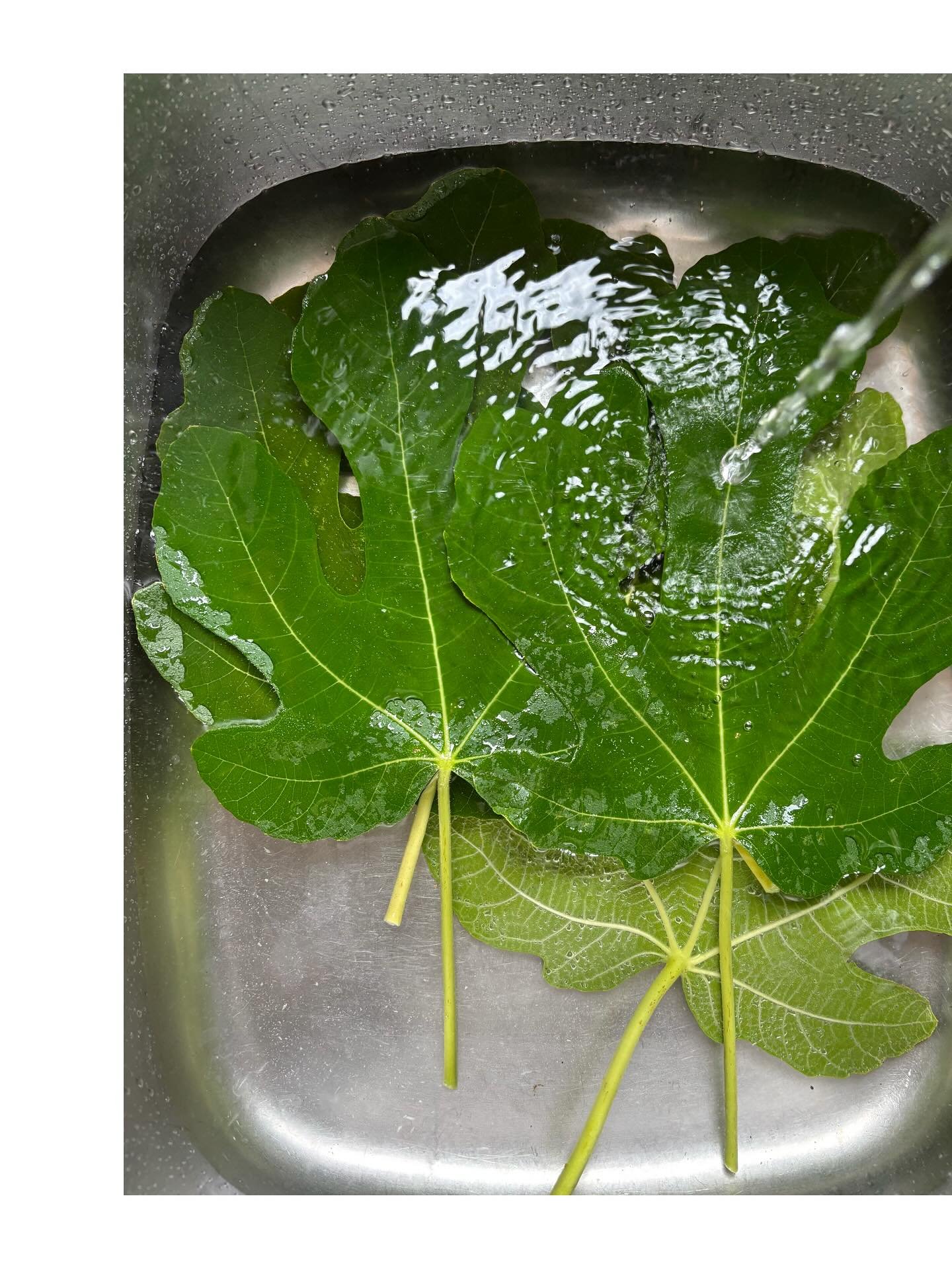 There&rsquo;s an unmistakable smell of herbal coconut as you pass under a fig tree that reminds you of hot summer days 🙌

#arno #figleafoil #figs