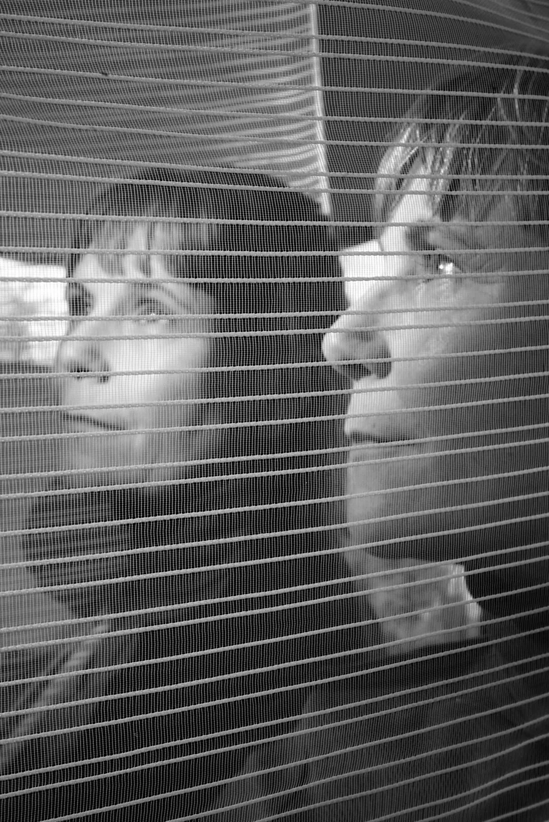 Two cats, one black and white and the other mostly white with some darker markings, are looking at each other through a mesh screen or window.