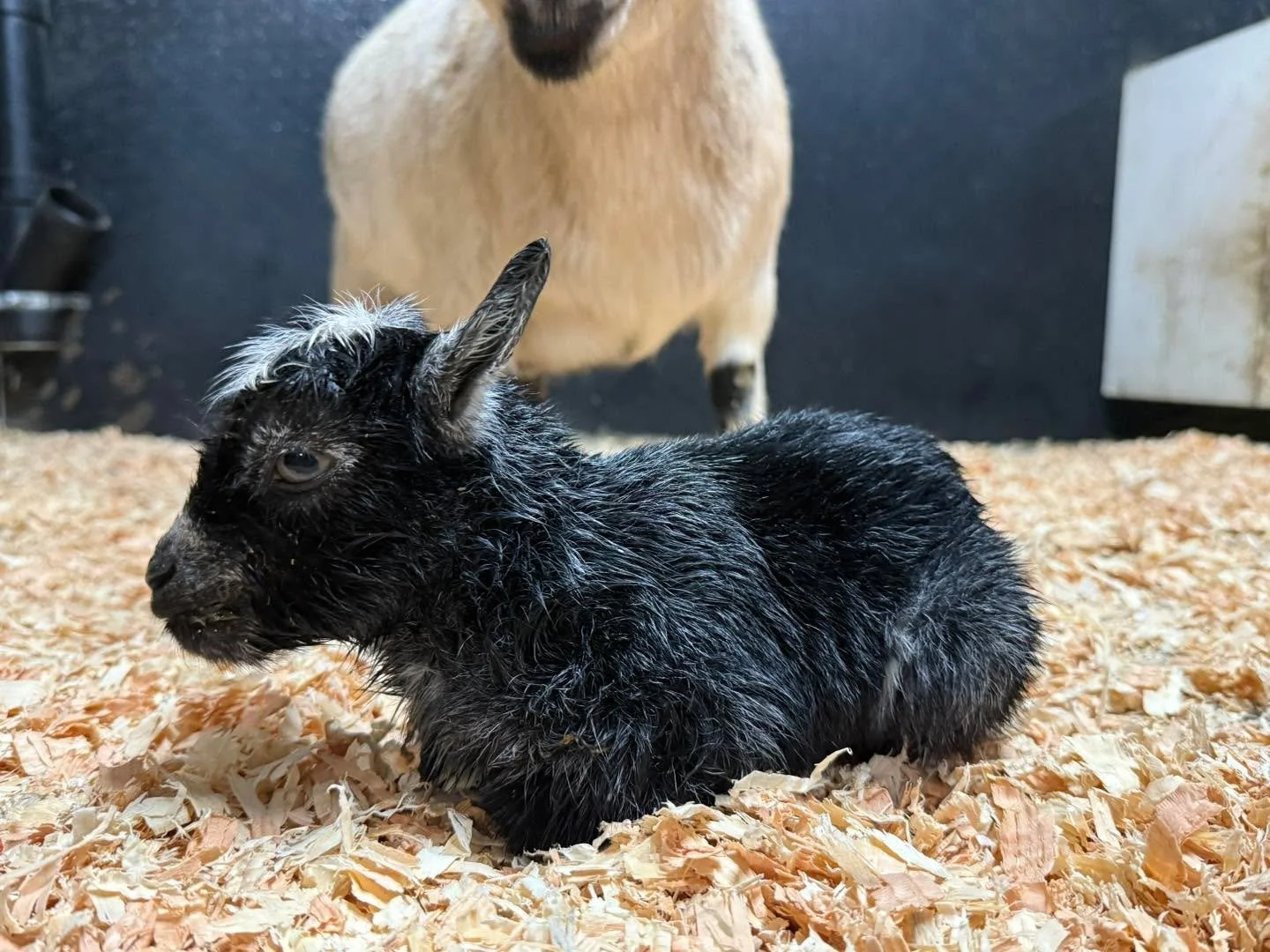 Throwback post to this wonderful mama 

#spoiledpygmybabies #spoiledminispygmygoats #thespoiledminisranch #spoiled #followusnow #the #spoiledpygmygoats #pygmygoats #mini