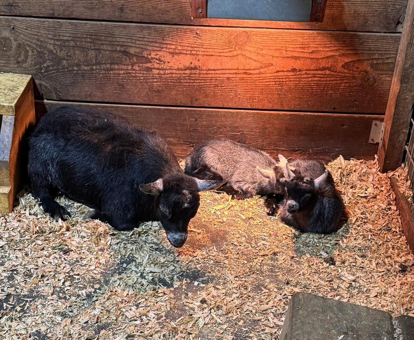 Spoiled Mini&rsquo;s Ranch has been busy. 6 Wonder Mommas and 12 beautiful babies.

#spoiledpygmybabies #spoiledminispygmygoats #thespoiledminisranch #spoiled #followusnow #the #spoiledpygmygoats #pygmygoats #mini