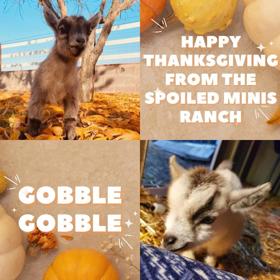 Wishing you a Thanksgiving overflowing with love, laughter, and all the leftover mashed potatoes your heart desires.

Happy Thanksgiving from the Spoiled Minis Family !!!