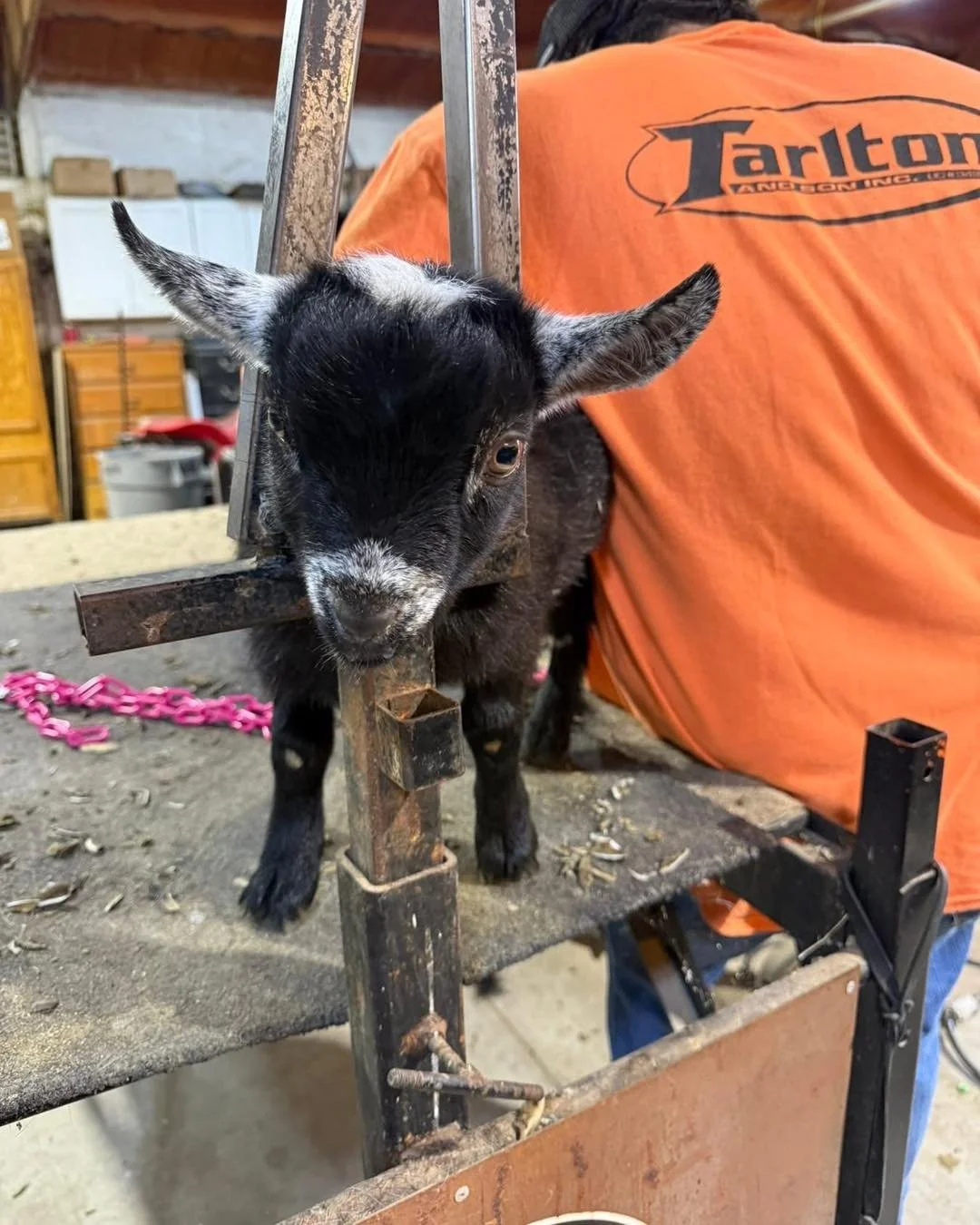 Auntie Diane come save me!!!!! Hammer said this lil Ewok looking guy is trimming my feet and I don't like it!  Then my mean daddy took me away to a pen with another boy away from our mommas!! 😂❤️😂