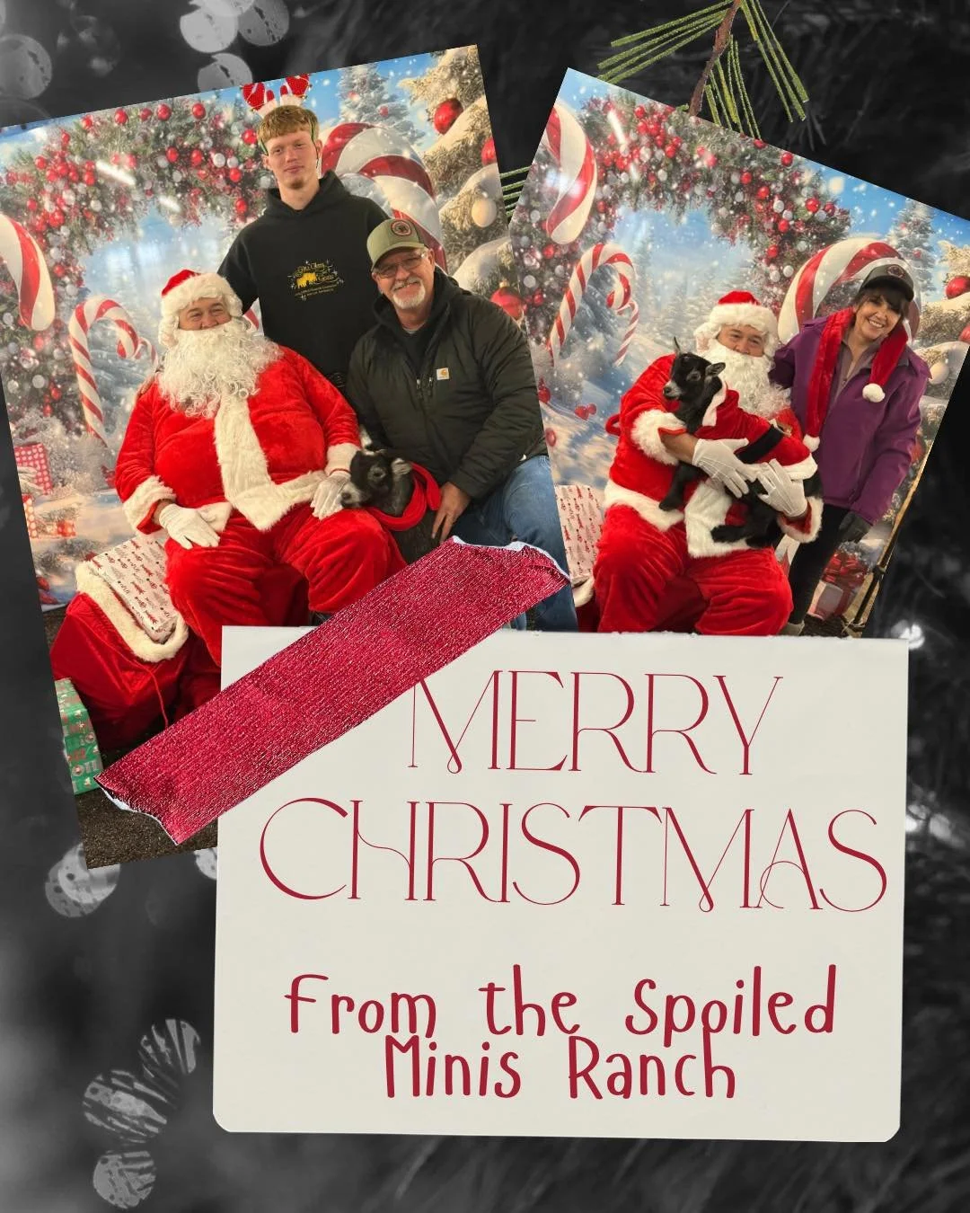 Sending a little love and a lot of Christmas magic your way. Have a Merry Christmas Everyone!!!

#spoiledpygmybabies #spoiledminispygmygoats #thespoiledminisranch #spoiled #followusnow #the #spoiledpygmygoats #pygmygoats #mini