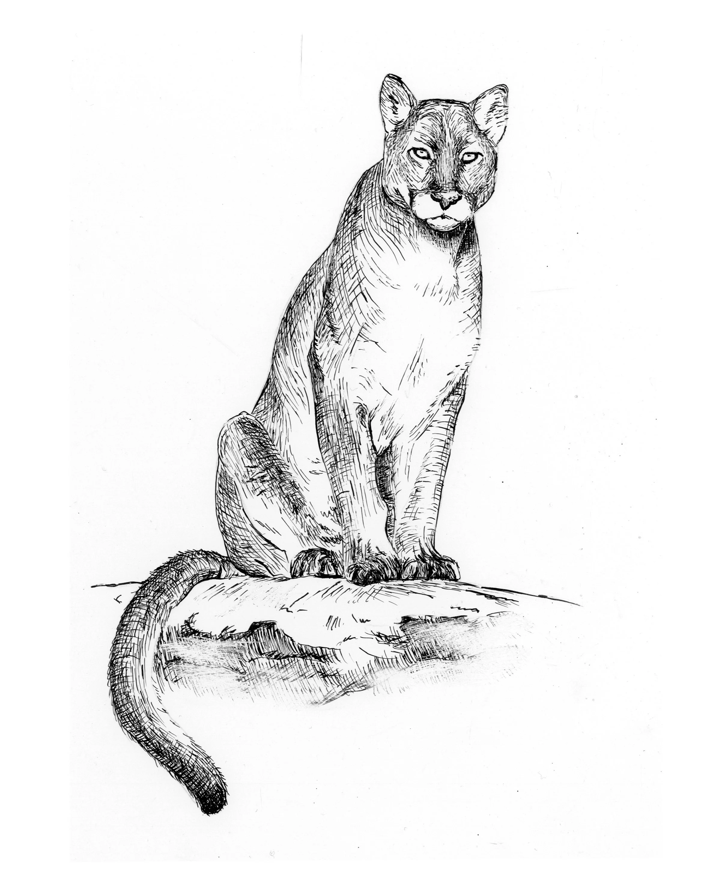 mountain lion.jpg