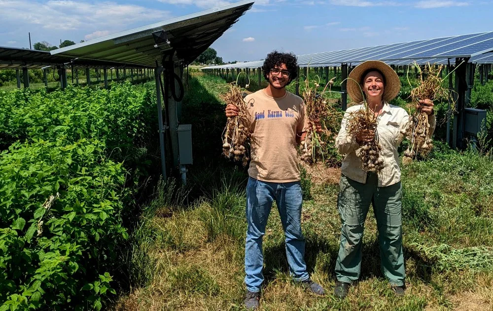 Two people standing in a field holding freshly harvested garlic, with solar panels visible in the background on a sunny day.