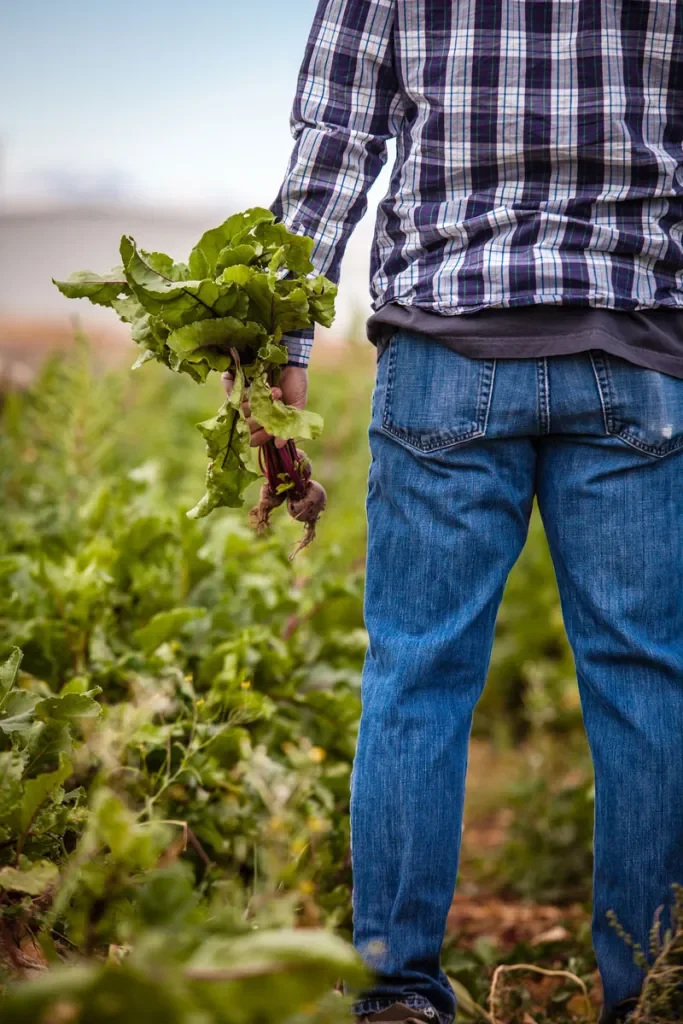 Person holding fresh radishes in a vegetable garden with green plants and soil.