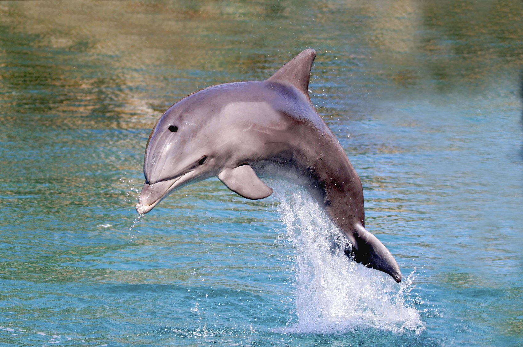 A dolphin leaping out of the water.