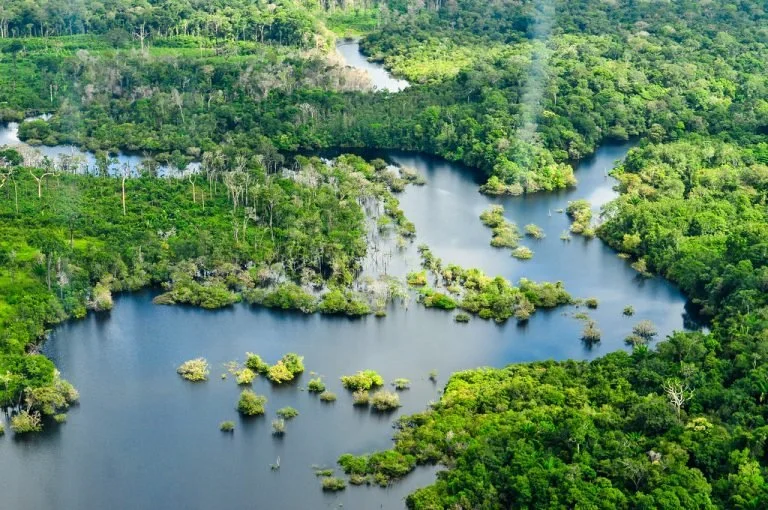 Aerial view of a lush green forest with a winding river flowing through it.