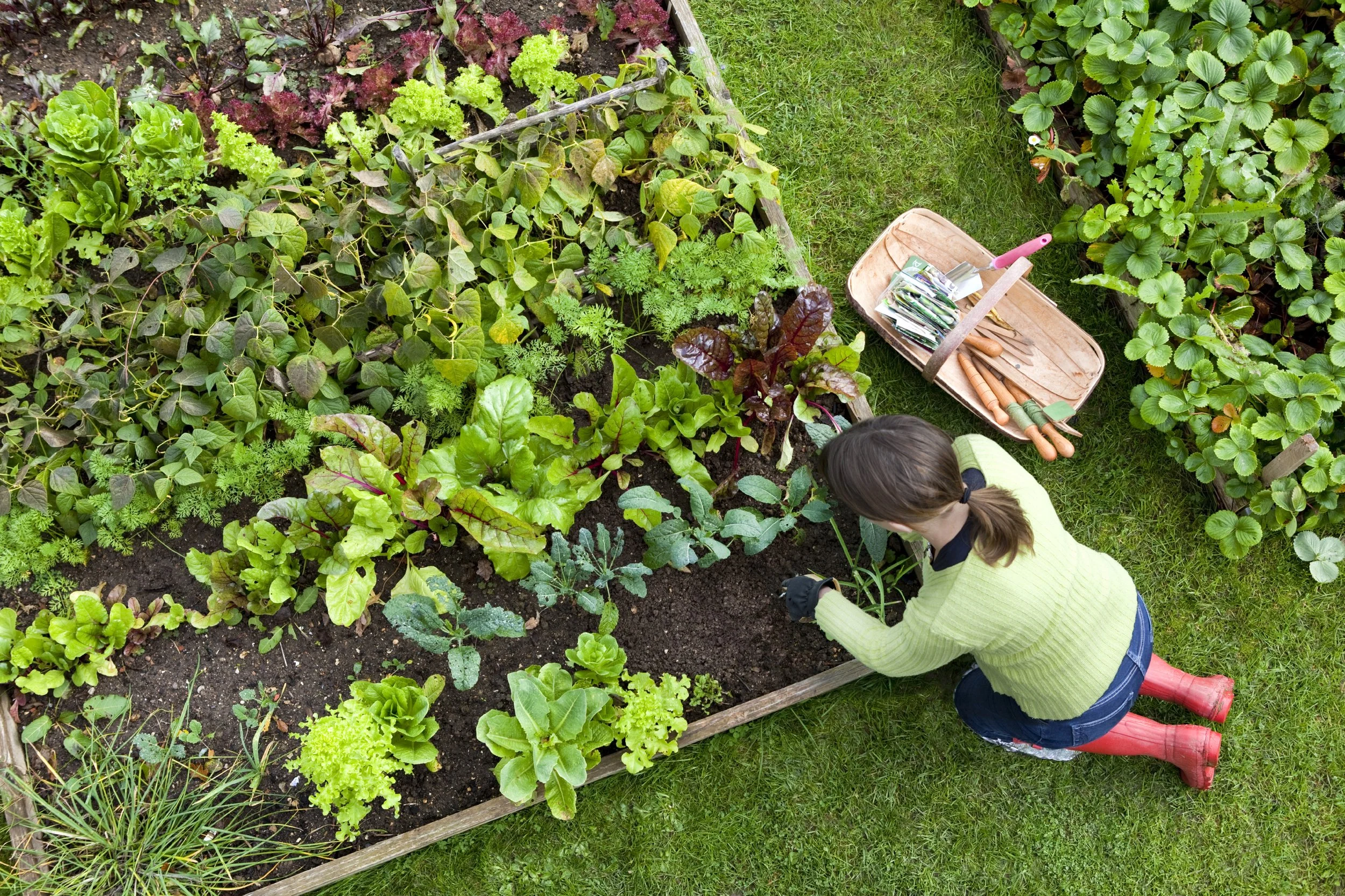A woman gardening in a raised bed, planting green leafy vegetables surrounded by various plants and grass. There are gardening tools and supplies in a tan container beside her.