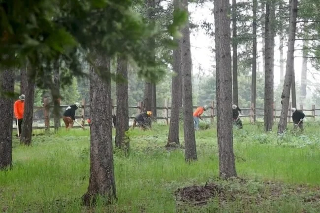 Group of people in orange and black shirts working in a wooded area with tall trees and green grass.