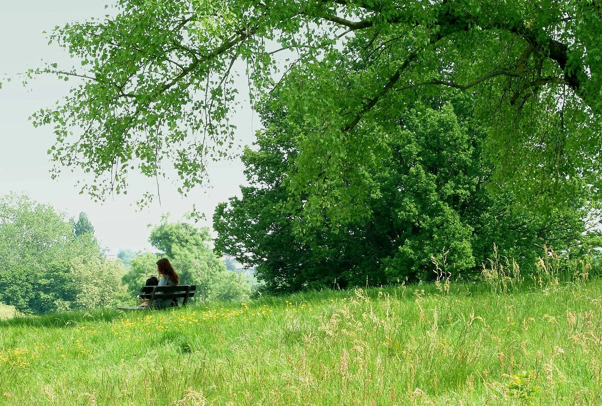 A person sitting alone on a park bench under a tree in a green, grassy area with trees in the background on a bright, sunny day.