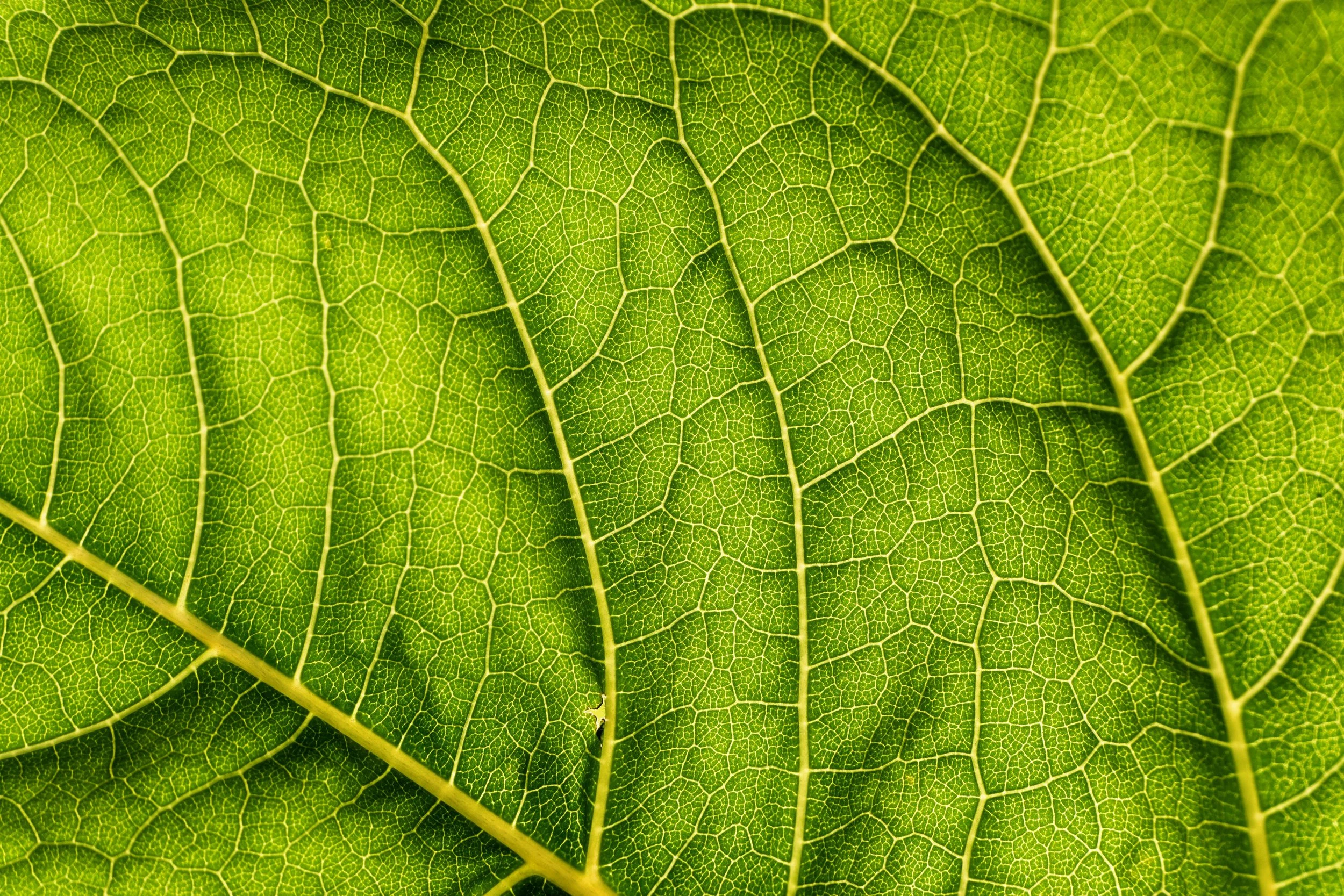 Close-up of a green leaf showing its intricate vein pattern.