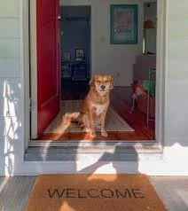 How to help calm  your dog 