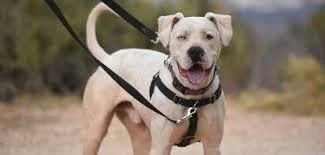 Front clip vs back clip Harness