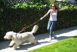 How to reduce leash pulling 