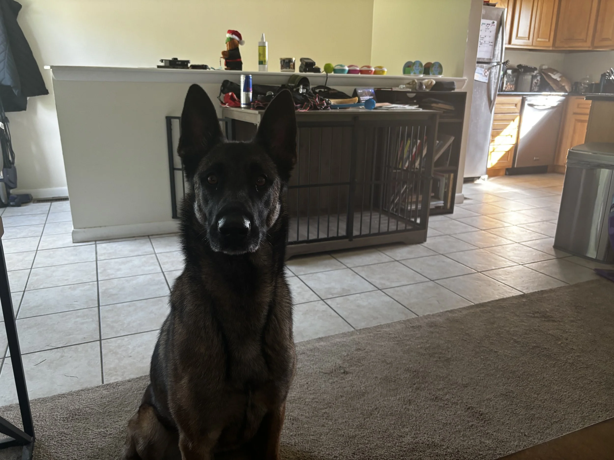 after a training session , the princess her self . Xena warrior princess i called her . Not a mean bone in her body . yet she came to me with a bite history . didn't trust humans 