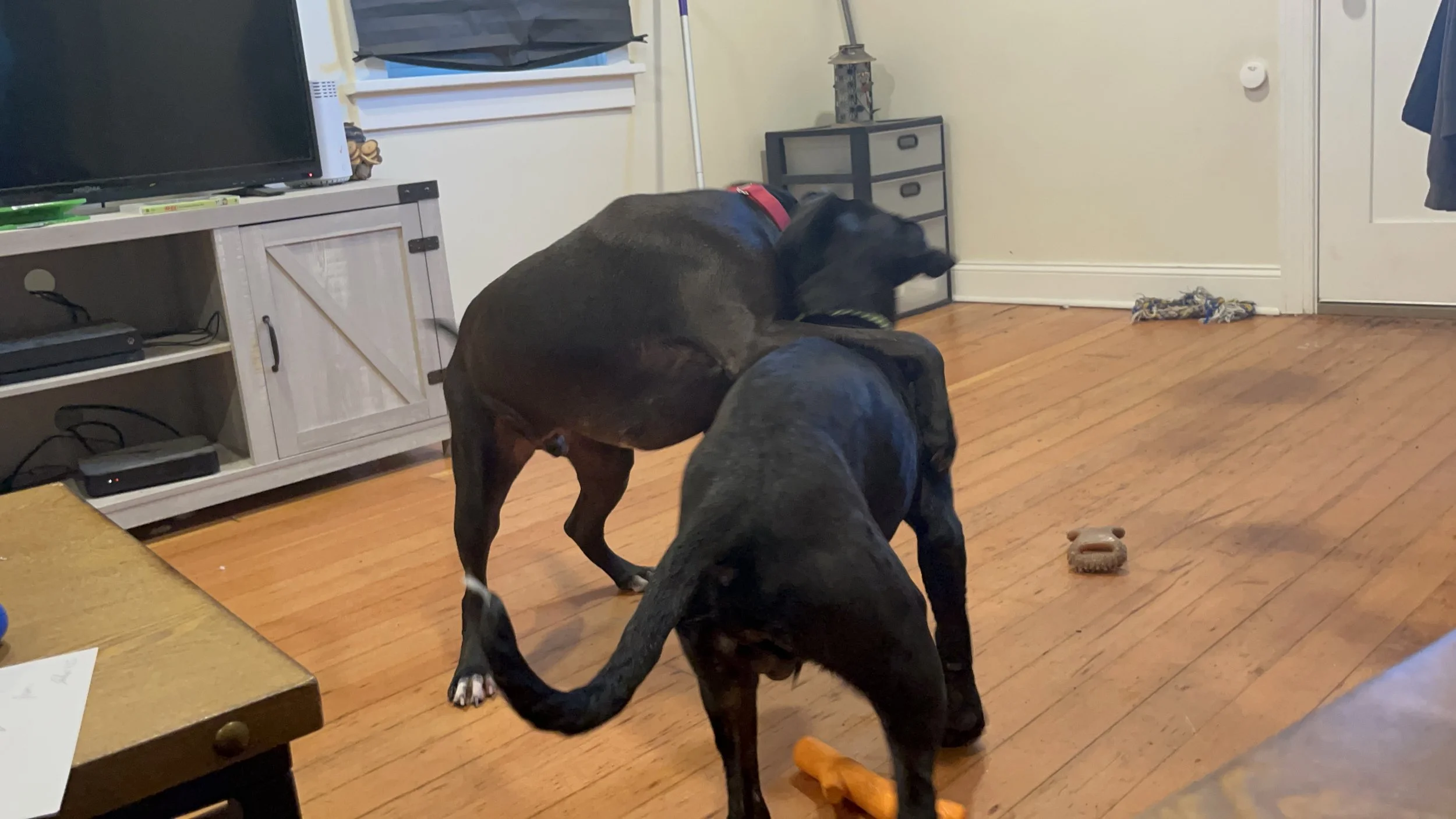 Domino and a foster dog rough play . they liked to duke it out they are both part pits 