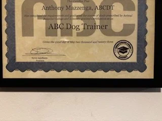 Certificate for ABC Dog Trainer awarded to Anthony Mazzenga, ABCD, with gold and black colors and official seals.