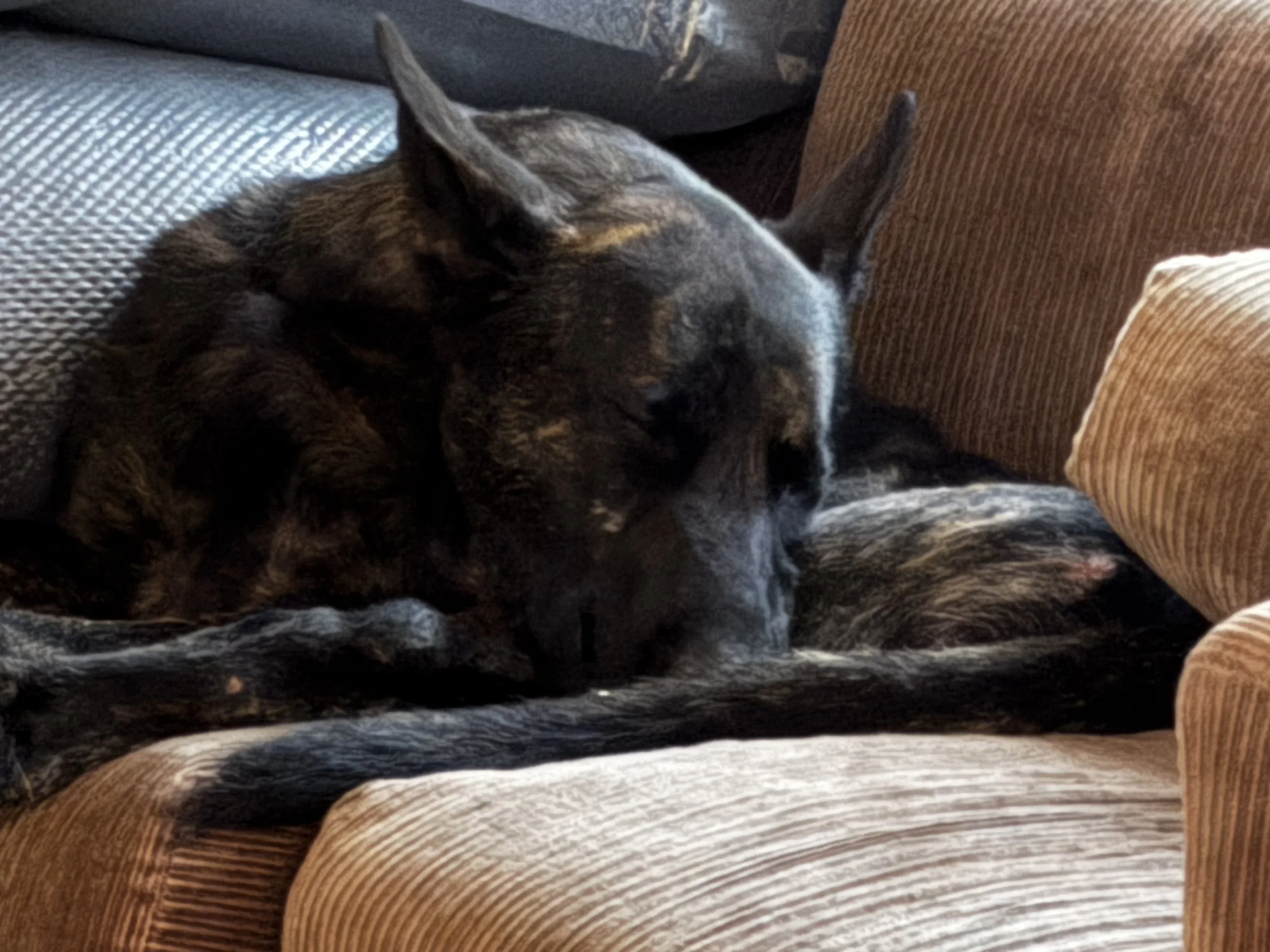 Clients dog , ended up dog sitting him . 