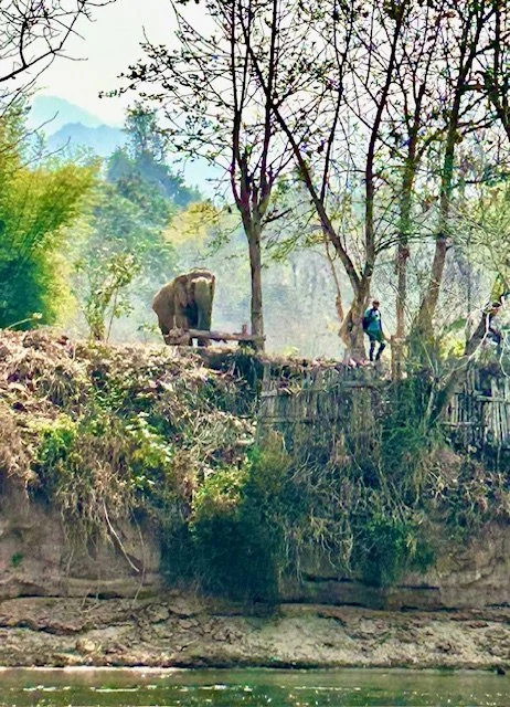 MandaLao welcome committee. An elephant walking along a wooded riverbank with trees and mountains in the background.