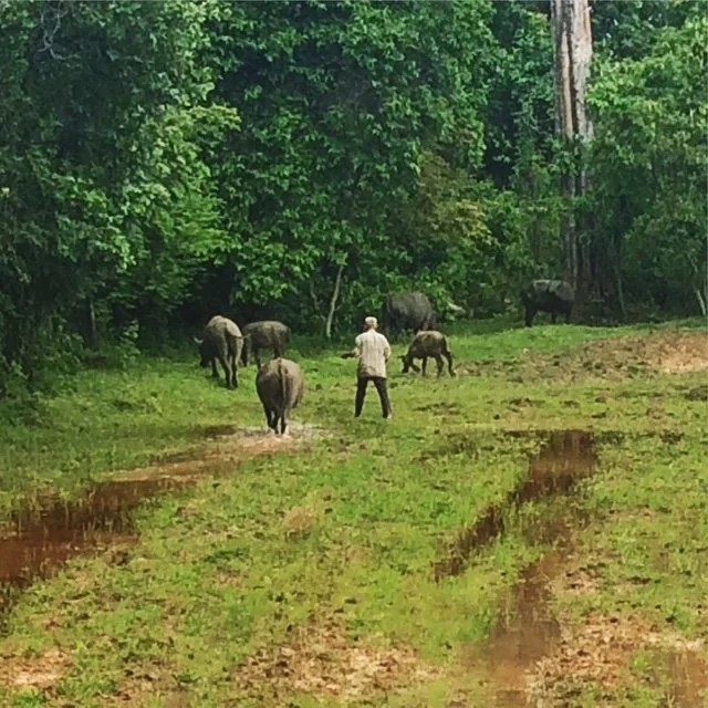 A person standing among several buffaloes in a lush green forest clearing. Seen along the bike route