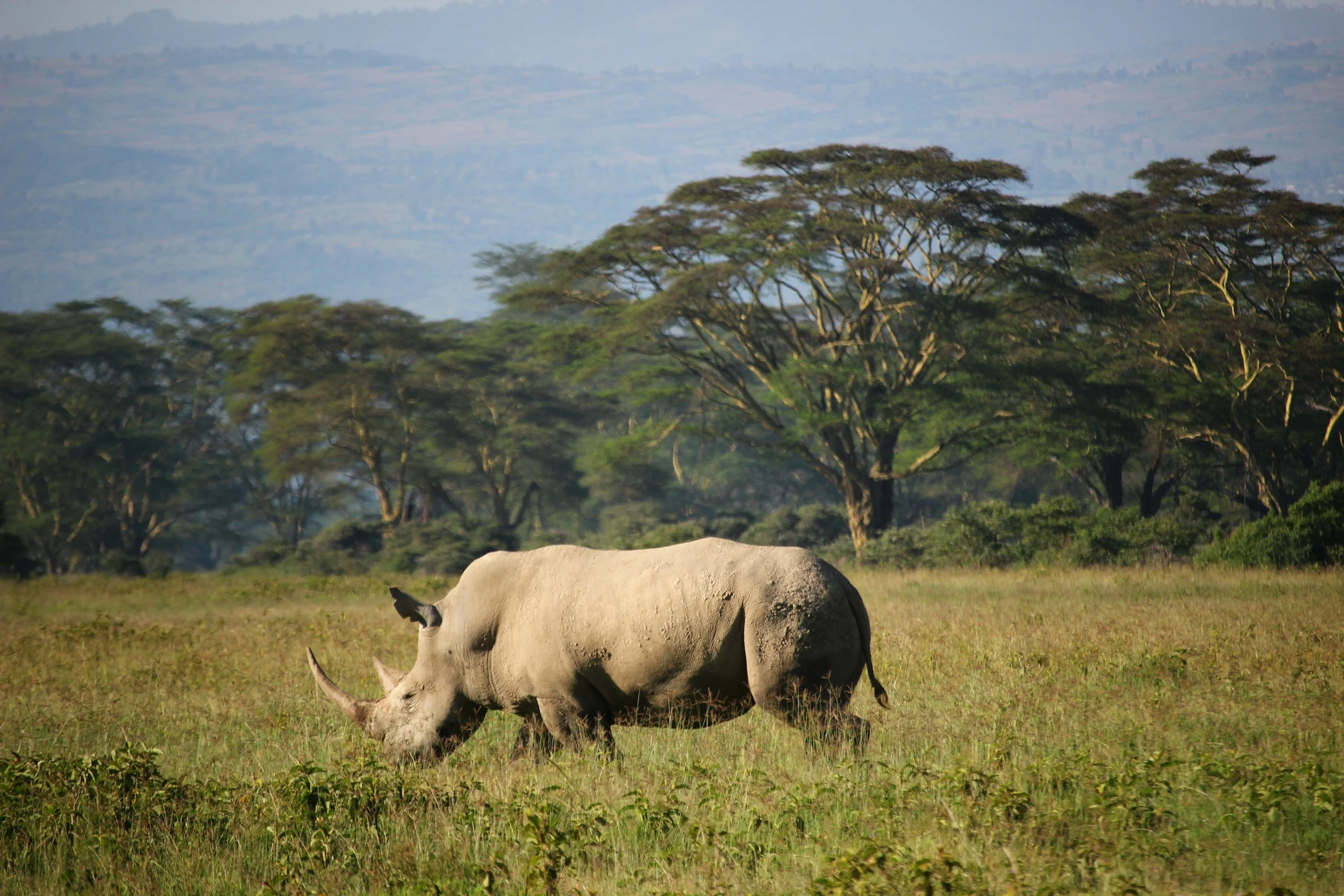 A rhinoceros grazing in a grassland with trees in the background.