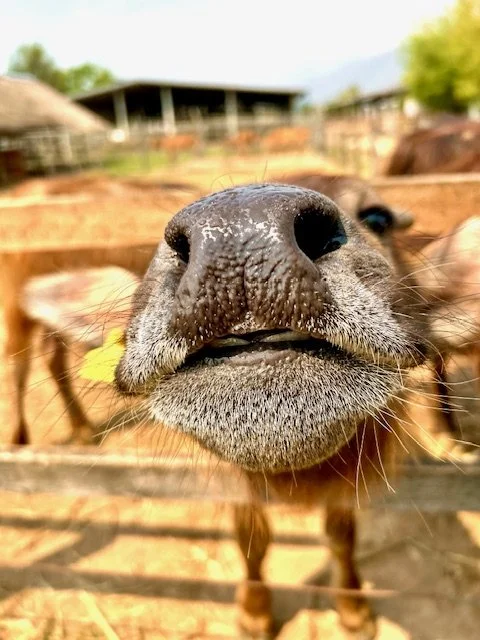 Levi the baby buffalo.  You can feed them