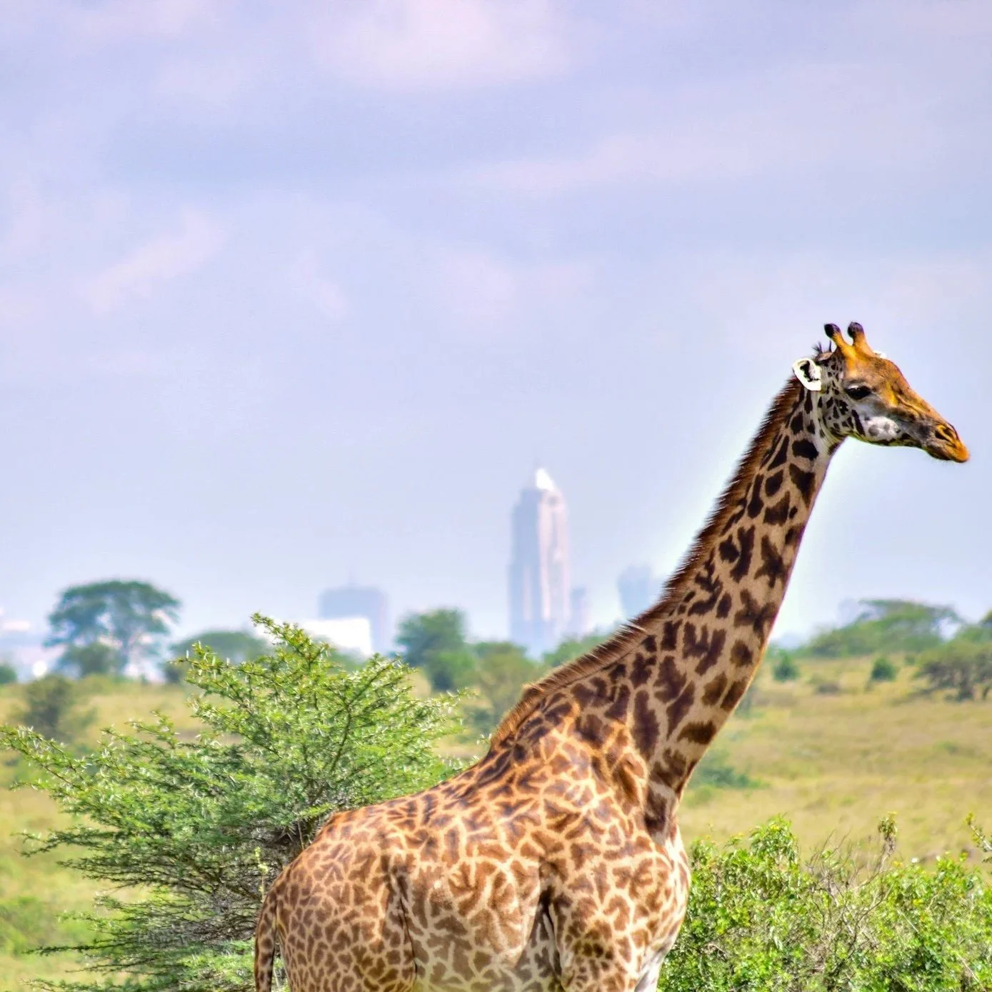 Giant giraffe standing in a grassy landscape with city buildings in the background.