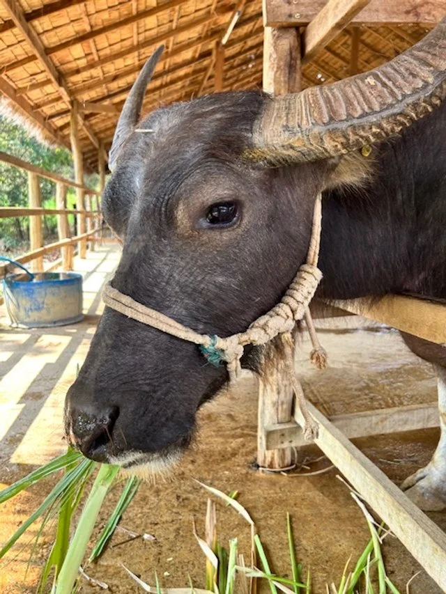 Laos Buffalo Dairy. A large black buffalo with curved horns, tied with a rope halter, eating green grass.  The milking station