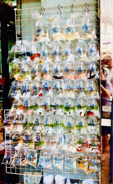 GOLDFISH MARKET
