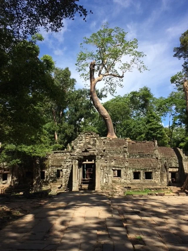 Ancient stone temple with a large tree growing on top, surrounded by greenery and dappled sunlight