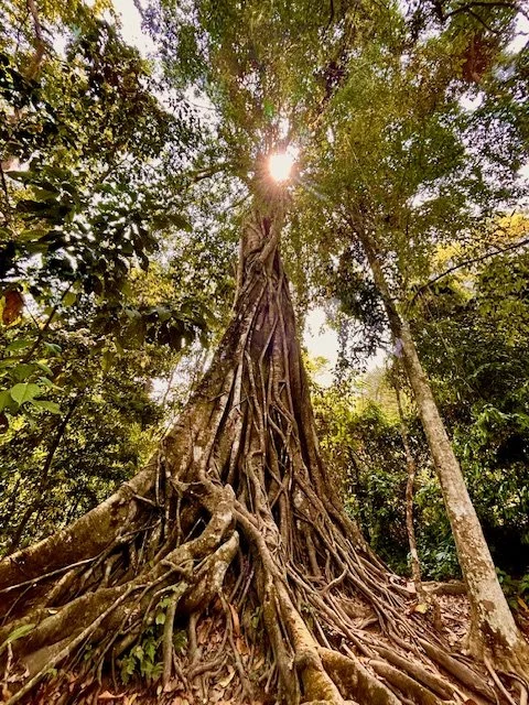 More from Kuang Si. A tall tree with extensive roots and thick trunk in a dense forest with the sun shining through the leaves.