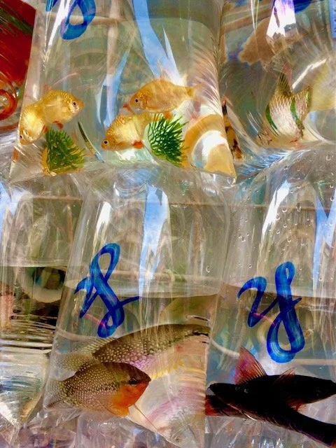 Close up Goldfish in bags at the market