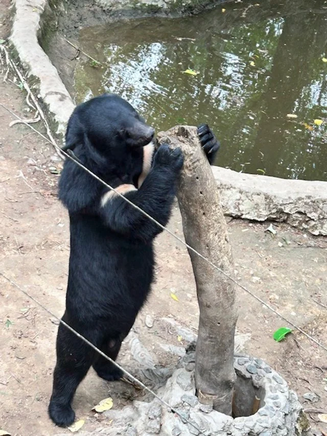 A sun bear stands on its hind legs, leaning on a small tree with its front paws, near a pond in a zoo or enclosure. On the way to Kuang Si Waterfall entrance.