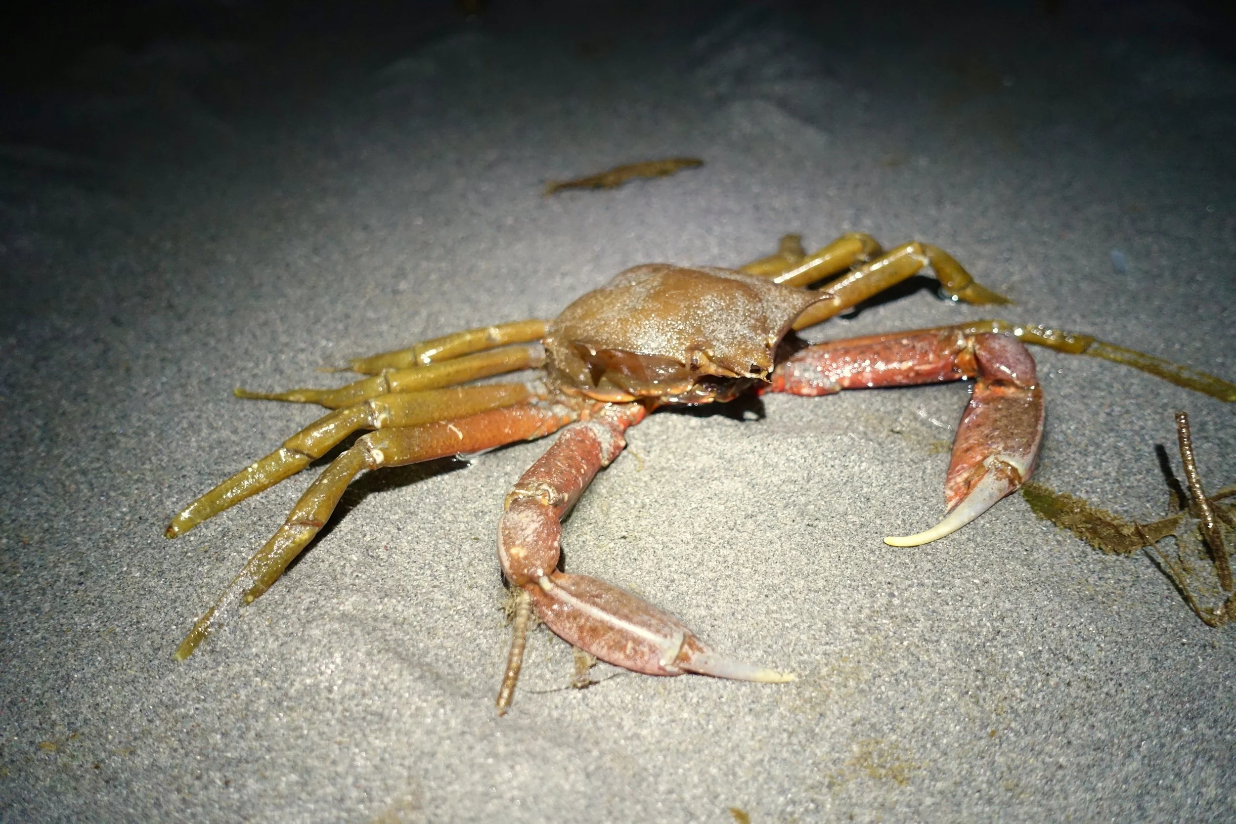 Kelp Crab.jpeg