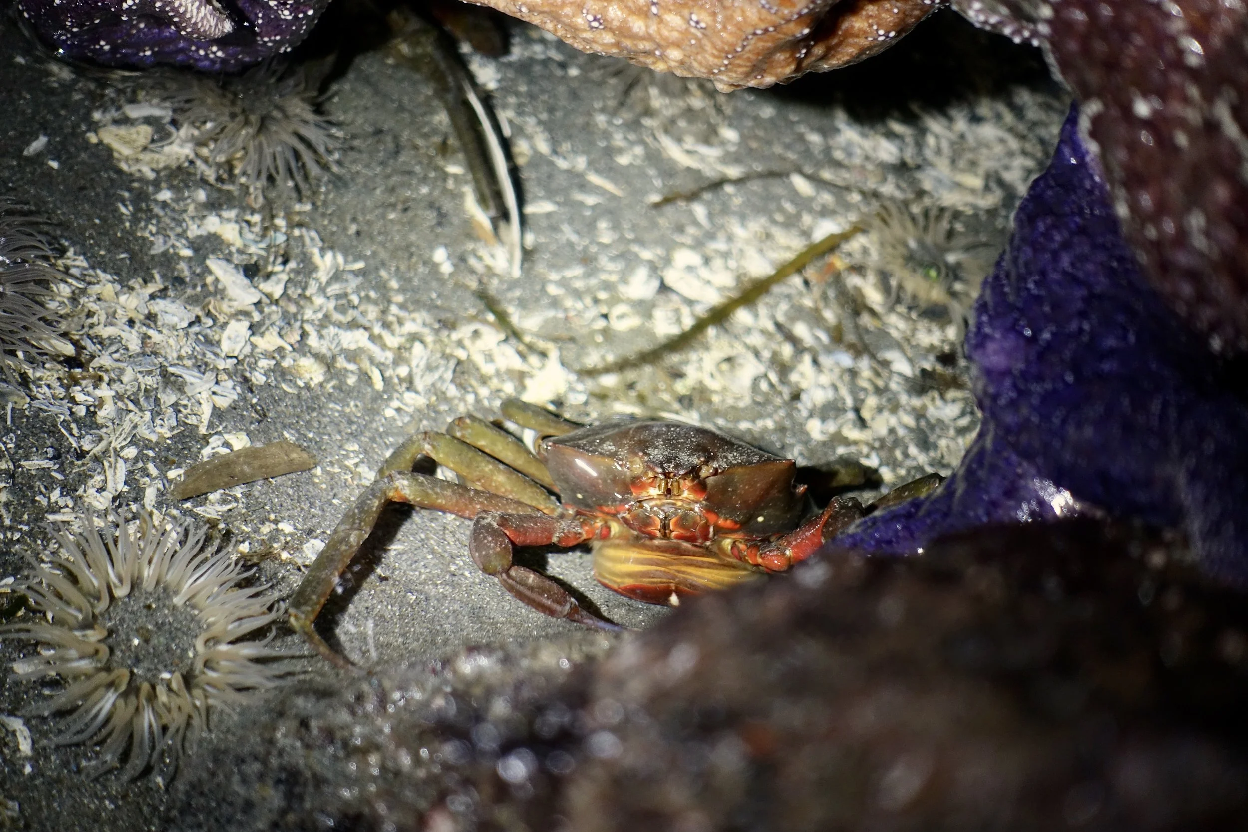 Kelp Crab 2.jpeg