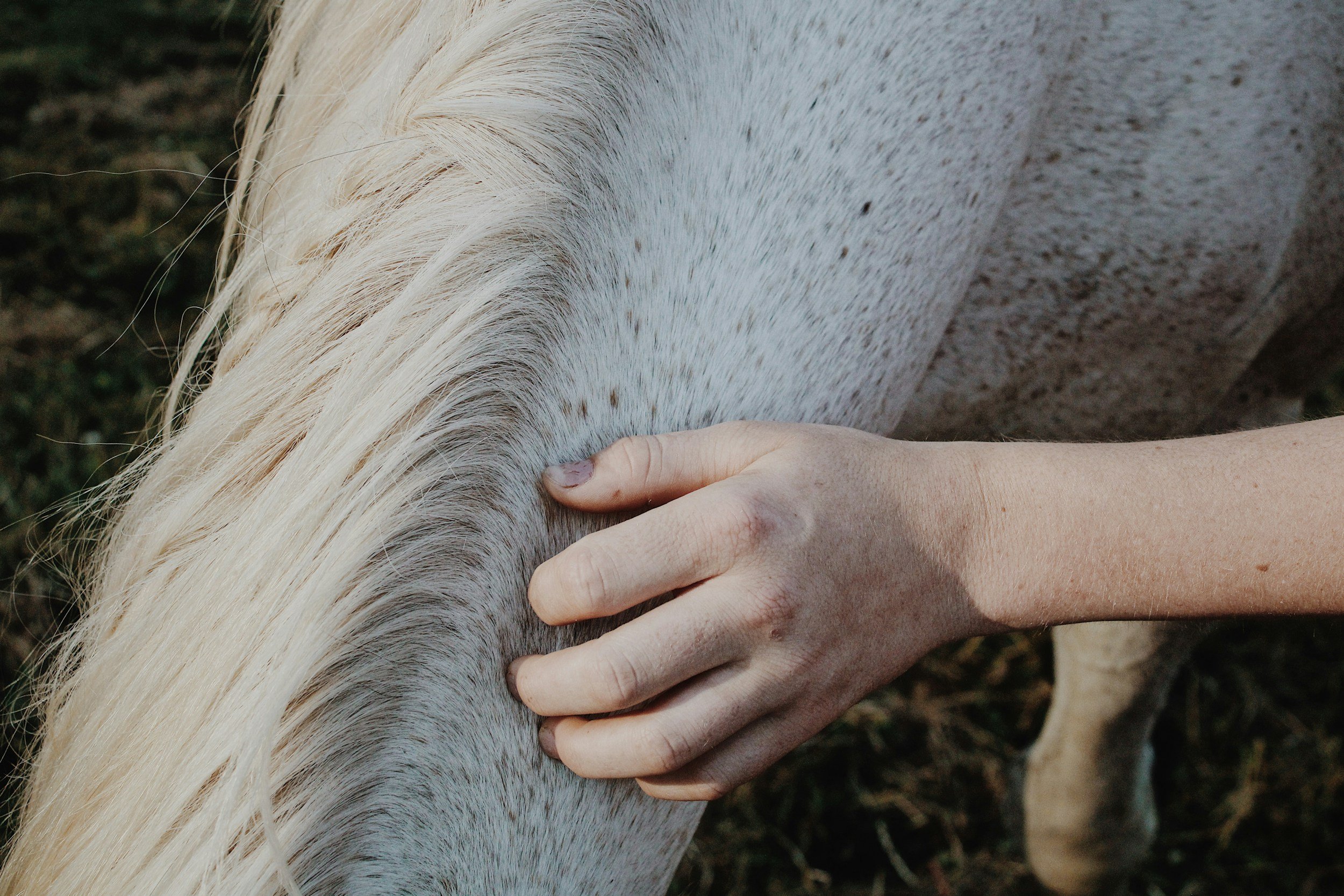 A person's hand gently brushing the side of a white horse with speckled gray markings, outdoors on grass.